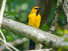 Icterus nigrogularis