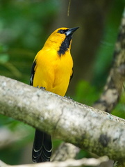 Icterus nigrogularis