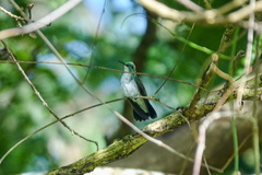 Chrysuronia leucogaster