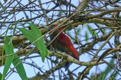 Dryobates sanguineus