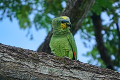 Amazona amazonica