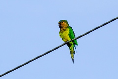 Eupsittula pertinax