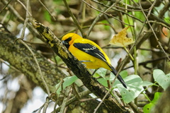 Icterus nigrogularis