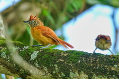 Thamnophilus doliatus