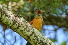 Thamnophilus doliatus