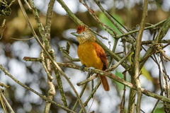 Thamnophilus doliatus