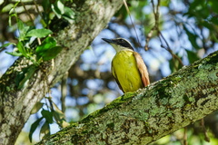 Pitangus sulphuratus