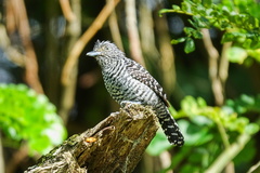 Thamnophilus doliatus