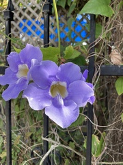 Thunbergia laurifolia
