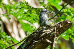 Thamnophilus doliatus