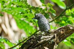 Thamnophilus doliatus