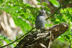 Thamnophilus doliatus
