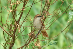 Certhiaxis cinnamomeus