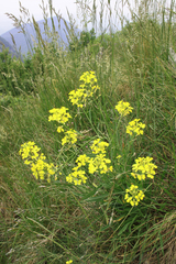 Erysimum rhaeticum