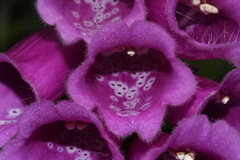 Digitalis purpurea purpurea