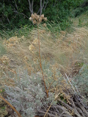 Lomatium multifidum