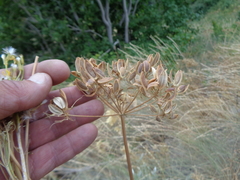 Lomatium multifidum