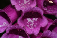 Digitalis purpurea purpurea