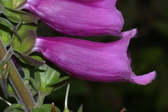 Digitalis purpurea purpurea