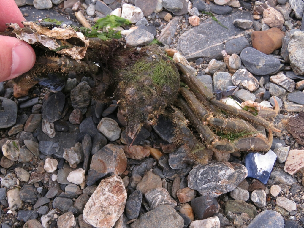Eurypodius longirostris