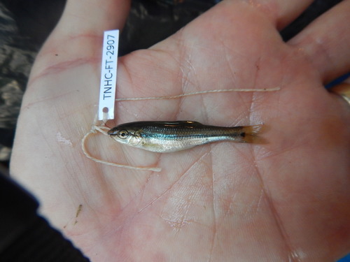 Roundnose minnow (Dionda episcopa) — Cyprinidae — 3