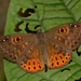 Eurybia nicaeus - Photo (c) Ken Kertell,  זכויות יוצרים חלקיות (CC BY-NC), הועלה על ידי Ken Kertell