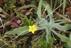 Lysimachia azorica