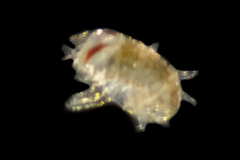 Hyperiidae