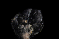 Hyperiidae