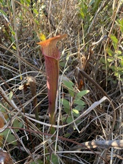 Sarracenia alata