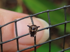 Panaetius laevicornis