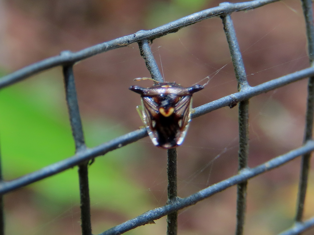 Panaetius laevicornis