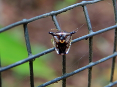 Panaetius laevicornis