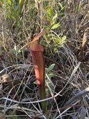 Sarracenia alata