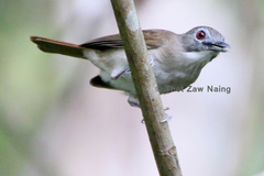 Malacopteron magnirostre