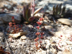 Crassula connata