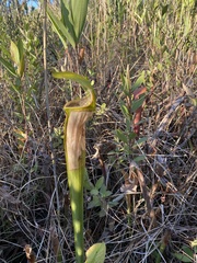 Sarracenia alata