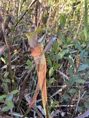 Sarracenia alata