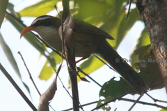 Pomatorhinus ochraceiceps