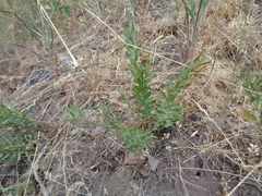 Comandra umbellata pallida