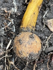 Elaphomyces muricatus