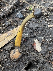 Elaphomyces muricatus