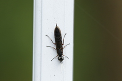 Xiphydria maculata
