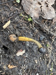 Elaphomyces muricatus