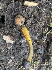 Elaphomyces muricatus