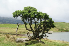 Juniperus brevifolia