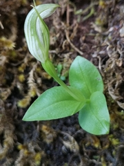 Pterostylis alpina