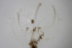 Hyperiidae