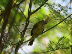 Tolmomyias sulphurescens