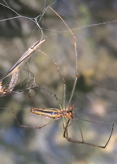 Tetragnatha montana